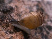 Lauria cylindraceaTANDPUPPSNÄCKA